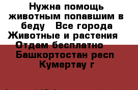 Нужна помощь животным попавшим в беду - Все города Животные и растения » Отдам бесплатно   . Башкортостан респ.,Кумертау г.